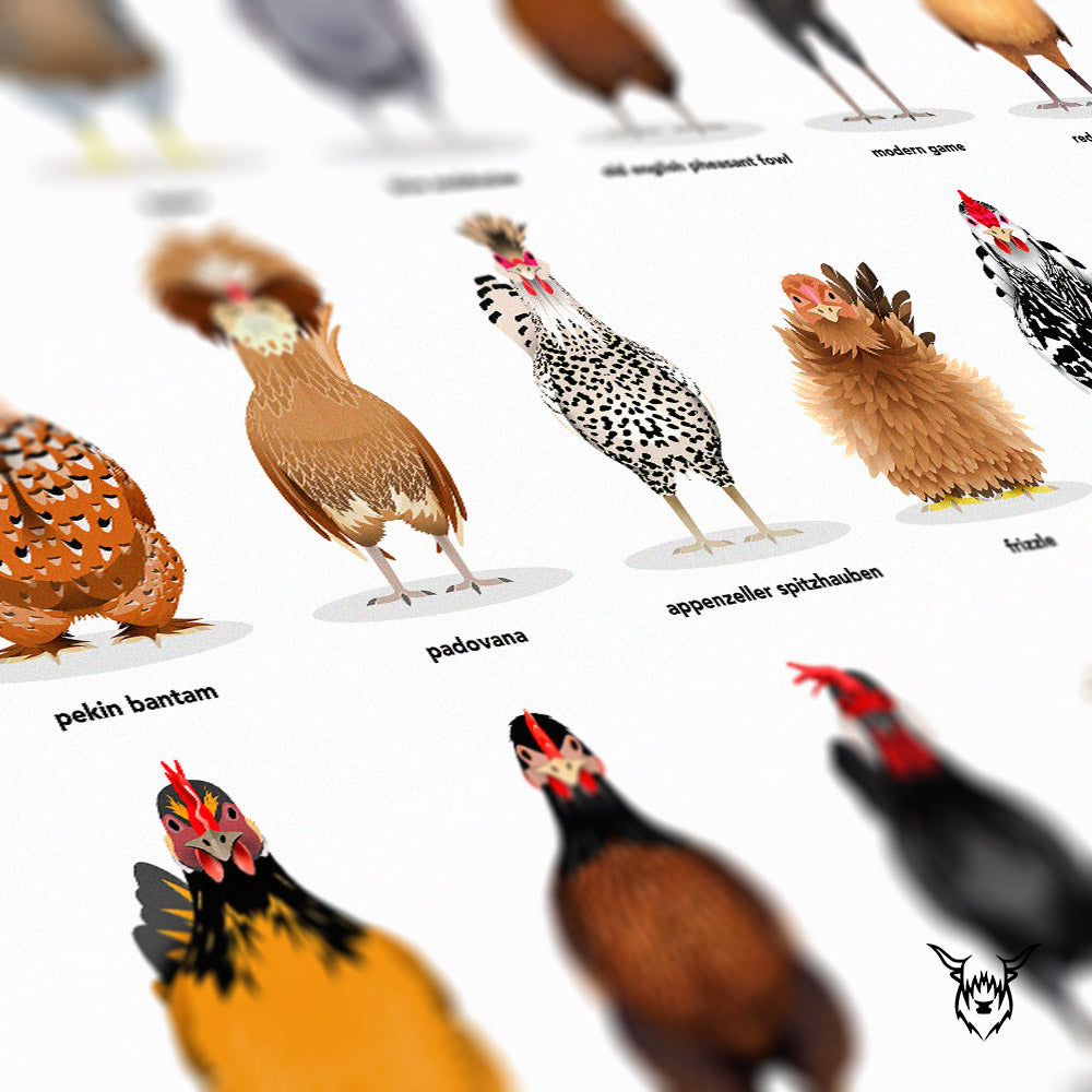 Chicken Breeds Poster