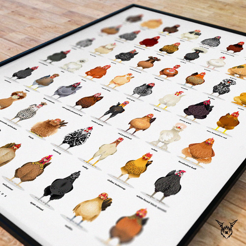 Chicken Breeds Poster