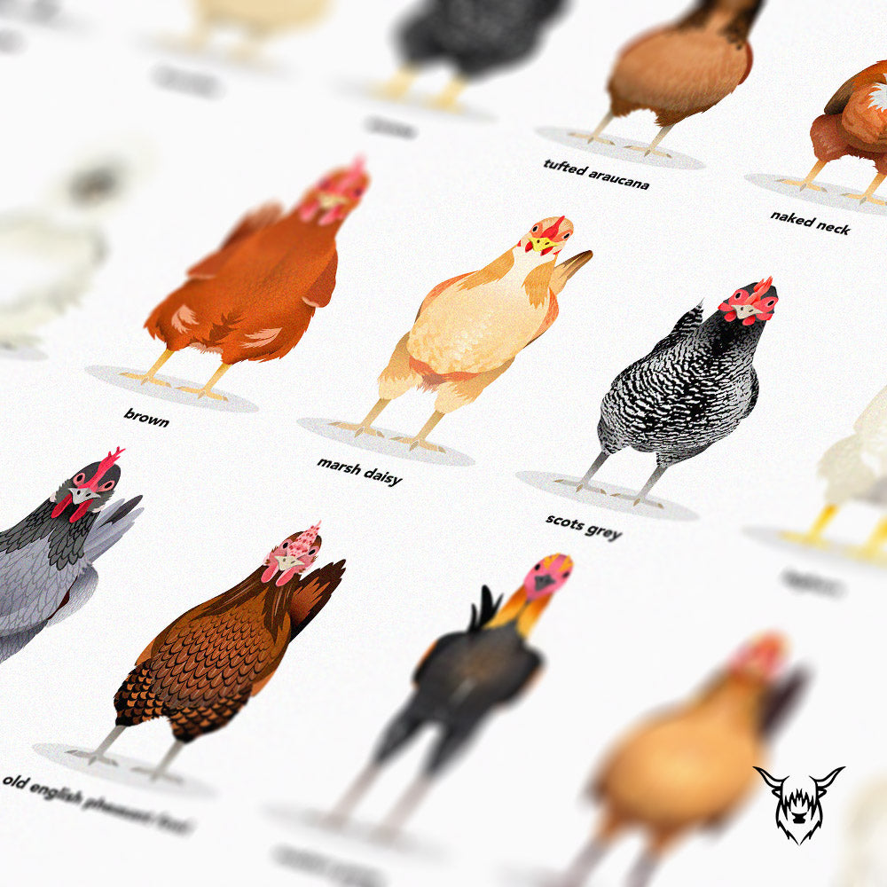 Chicken Breeds Poster