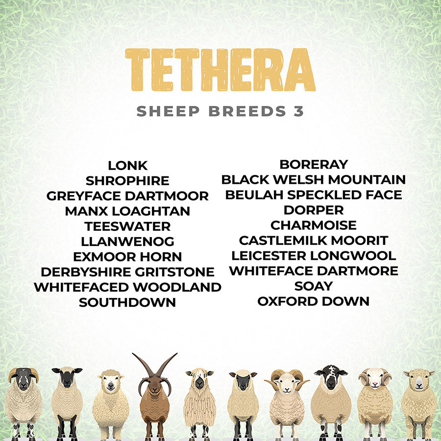 TETHERA - Sheep Breeds 3