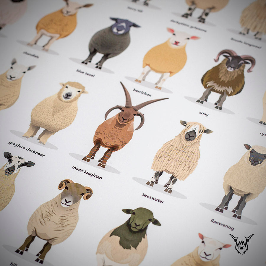 Sheep Breeds Poster
