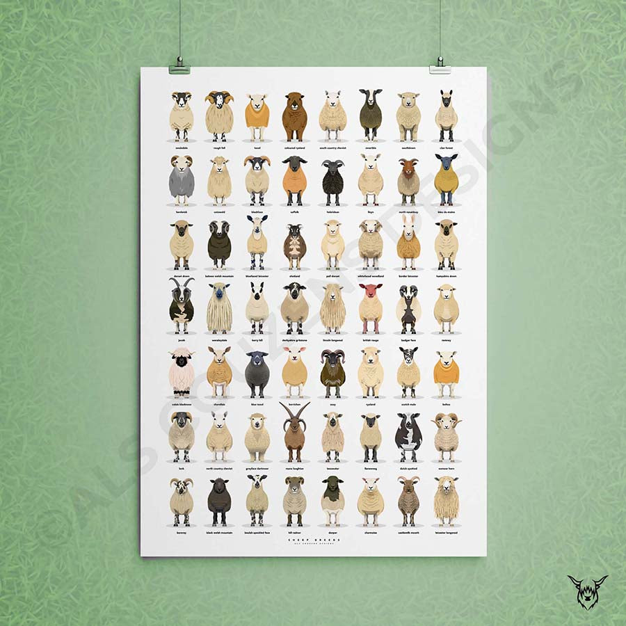 Sheep Breeds Poster