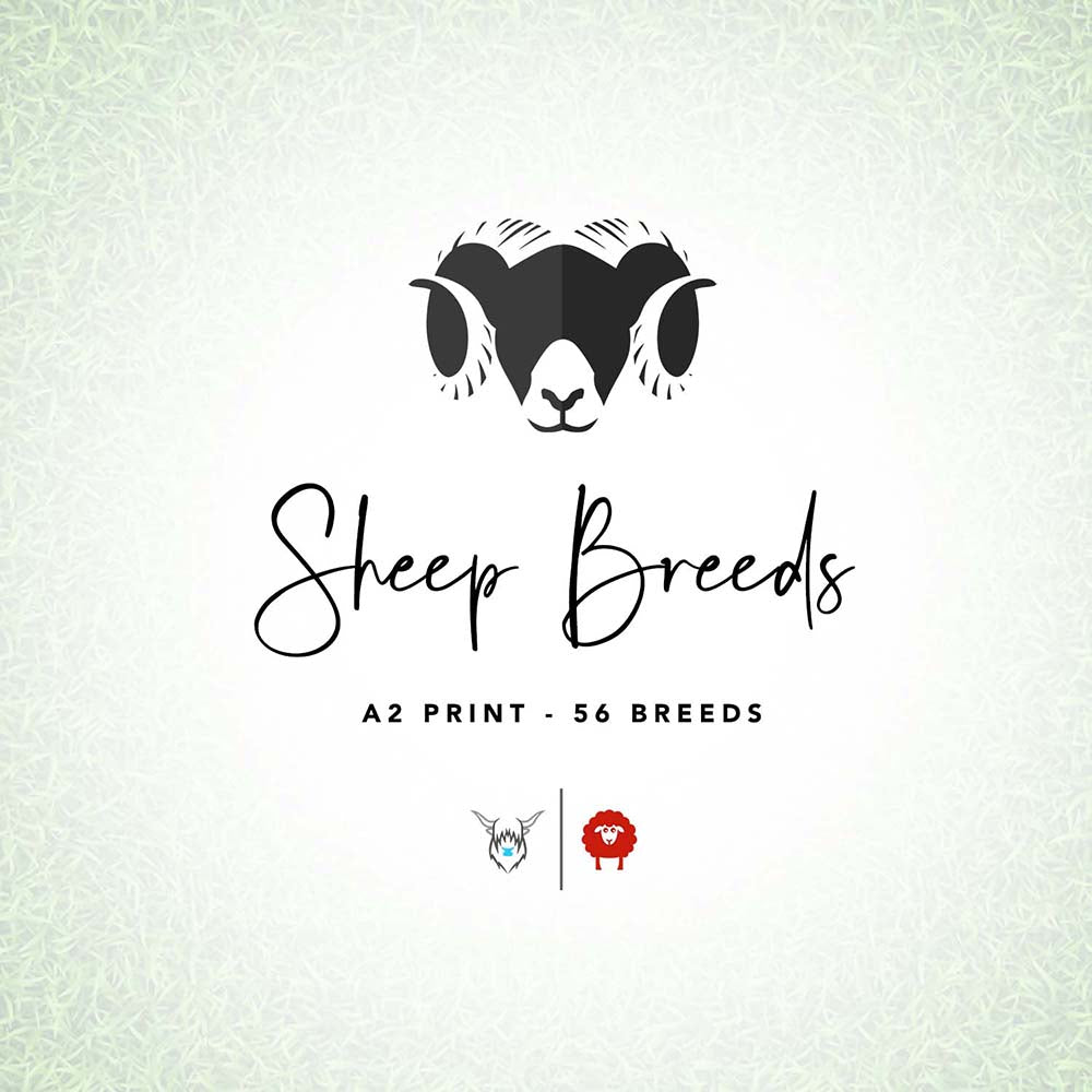 Sheep Breeds Poster