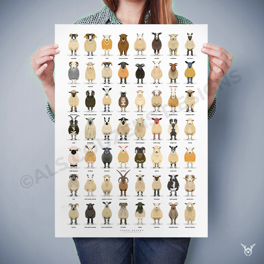 Sheep Breeds Poster