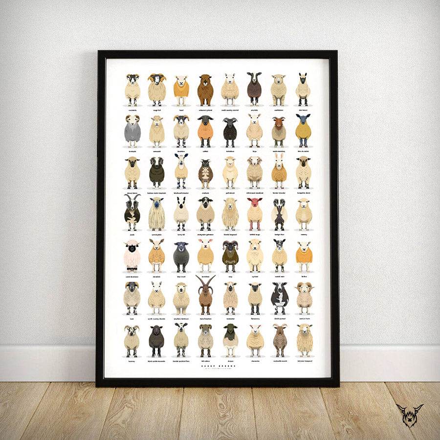 Sheep Breeds Poster