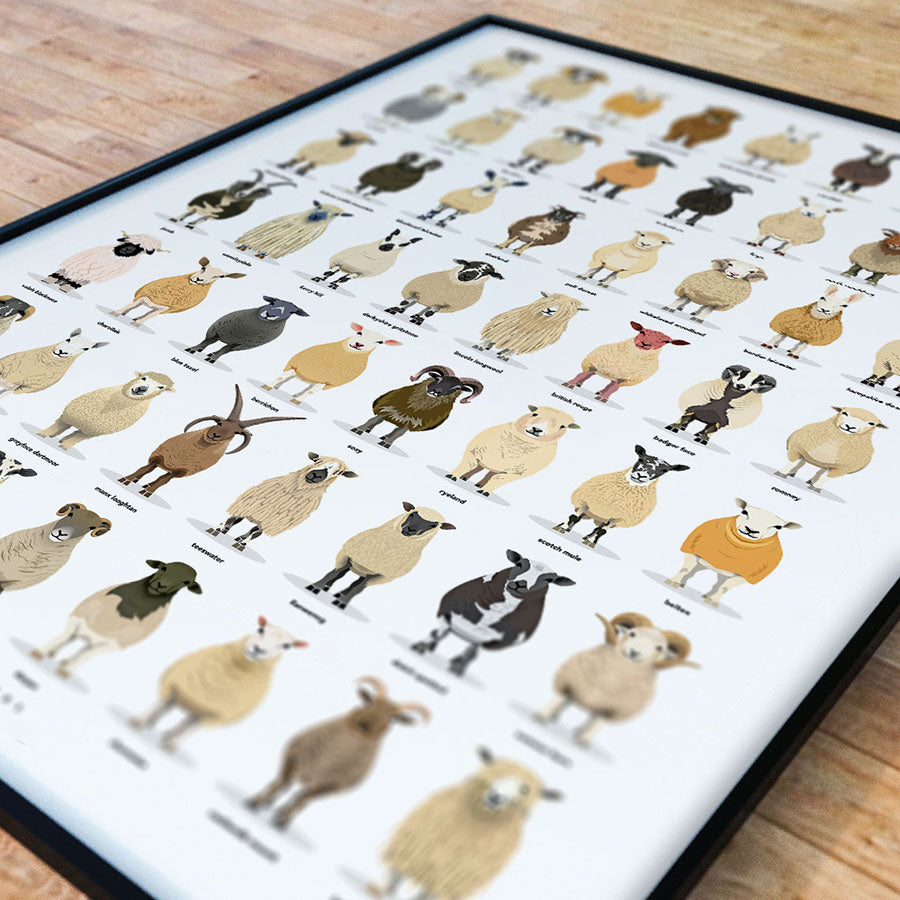 Sheep Breeds Poster